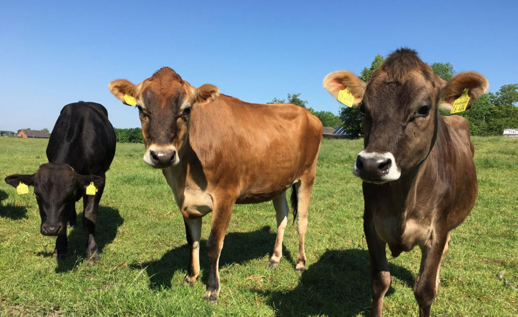 Haruto, der Wagyu-Bulle mit Jersey-Damen