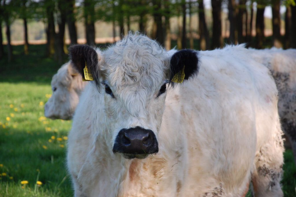 White Galloway