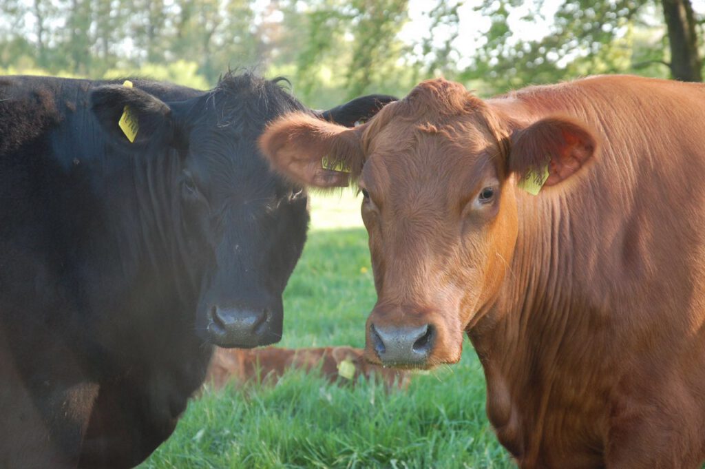 Black und Red Angus